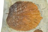 Wide Plate with Two Fossil Leaves (Two Species) - Montana #377892-2